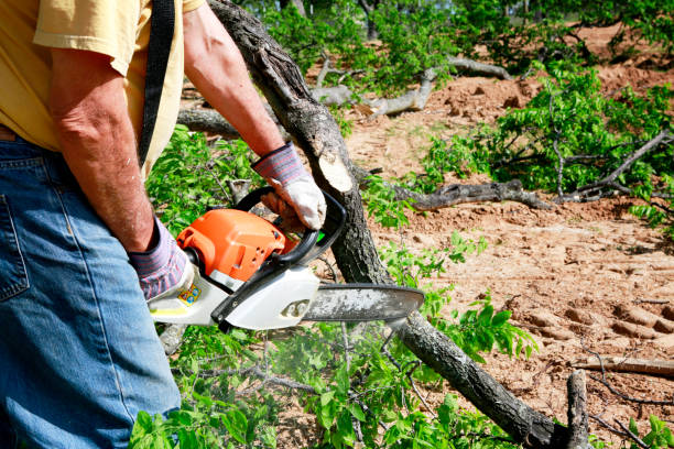 How Our Tree Care Process Works  in  Castle Pines, CO